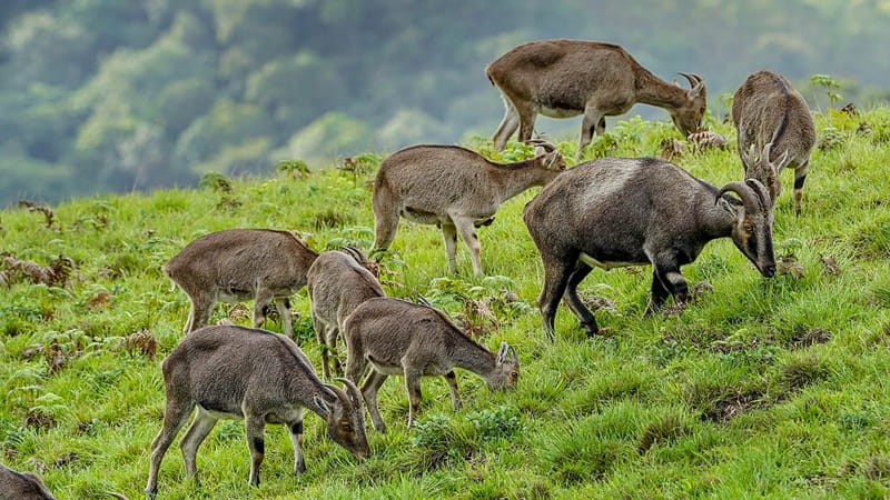 Nilgiri Tahr